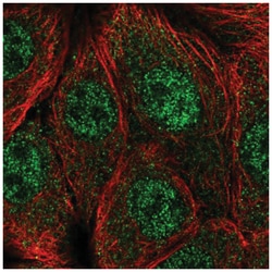 CPSF1 Antibody, Novus Biologicals:Antibodies:Primary Antibodies