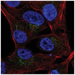 CRACC/SLAMF7 Antibody, Novus Biologicals 100&mu;L; Unlabeled:Antibodies,