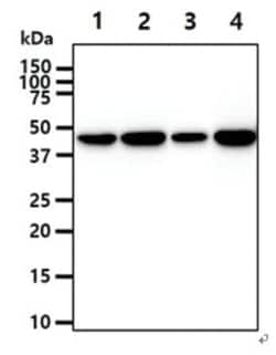 Creatine Kinase B Mouse anti-Human, Clone: 8.00E+04, Novus Biologicals