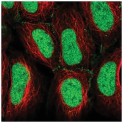 CREB5 Antibody, Novus Biologicals:Antibodies:Primary Antibodies