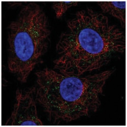 CRIF1 Antibody, Novus Biologicals:Antibodies:Primary Antibodies
