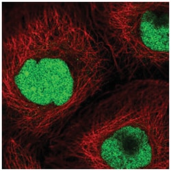 CRIPT Antibody, Novus Biologicals:Antibodies:Primary Antibodies