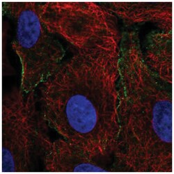 Crk Antibody, Novus Biologicals 100&mu;L; Unlabeled:Antibodies, Polyclonal