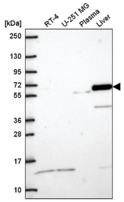CRMP5 Antibody, Novus Biologicals 100 &mu;L | Buy Online | Novus Biologicals | Fisher Scientific