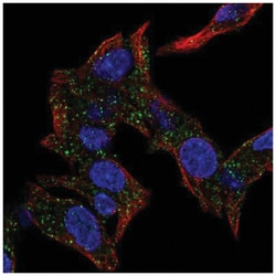CSRP2BP Antibody, Novus Biologicals 100&mu;L; Unlabeled:Antibodies, Polyclonal