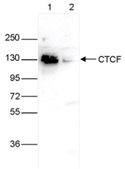 CTCF Antibody, Novus Biologicals 50&mu;g; Unlabeled:Antibodies, Polyclonal