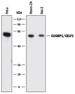 Human/Mouse/Rat CUGBP1/CELF1 Antibody, R D Systems 25&mu;g; Unlabeled:Antibodies,