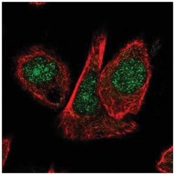 Cullin 1 Antibody, Novus Biologicals 100&mu;L; Unlabeled:Antibodies, Polyclonal