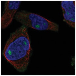 CUZD1 Antibody, Novus Biologicals:Antibodies:Primary Antibodies