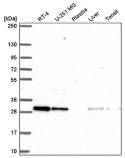 CXXC5 Antibody, Novus Biologicals:Antibodies:Primary Antibodies