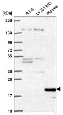 Cyclin C Antibody, Novus Biologicals 100&mu;L; Unlabeled:Antibodies, Polyclonal