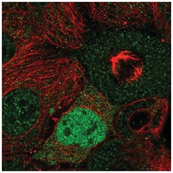 Cyclin D2 Antibody, Novus Biologicals:Antibodies:Primary Antibodies