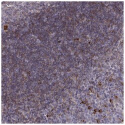 Cyclin F Antibody, Novus Biologicals:Antibodies:Primary Antibodies