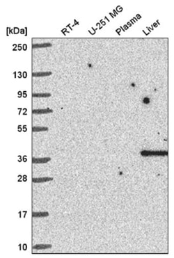 Cyclin I Antibody, Novus Biologicals:Antibodies:Primary Antibodies