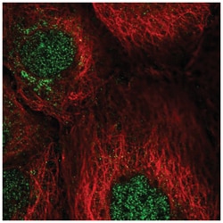 Cyclin J Antibody, Novus Biologicals 25 &mu;L; Unlabeled:Antibodies, Polyclonal