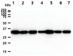 Cyclophilin-E Mouse anti-Human, Clone: 1.70E+09, Novus Biologicals 50&mu;L;