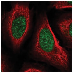 Cyclophilin-E Antibody, Novus Biologicals:Antibodies:Primary Antibodies