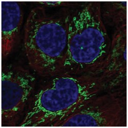 Cyclophilin-F Antibody, Novus Biologicals 100&mu;L; Unlabeled:Antibodies,