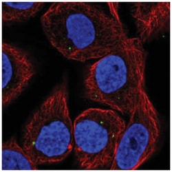 CYP27C1 Antibody, Novus Biologicals:Antibodies:Primary Antibodies