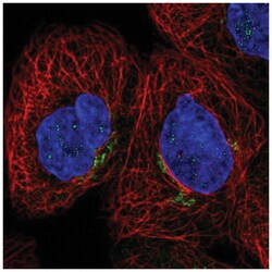 Cytochrome b reductase 1 Antibody, Novus Biologicals 100&mu;L; Unlabeled:Antibodies,