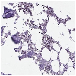 Cytokeratin 27 Antibody, Novus Biologicals 100&mu;L; Unlabeled:Antibodies,