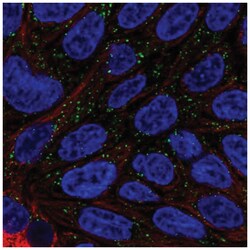 DAB1 Antibody, Novus Biologicals 25 &mu;L, Unlabeled:Antibodies, Polyclonal