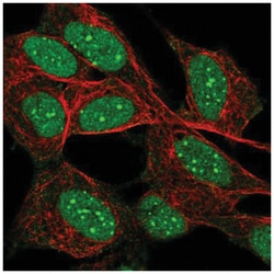 Daxx Antibody, Novus Biologicals:Antibodies:Primary Antibodies