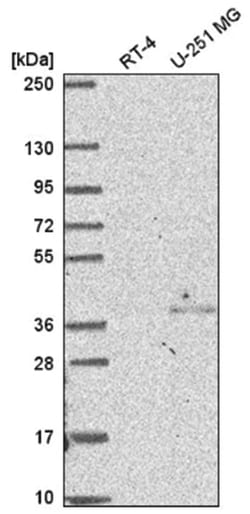 DC8 Antibody, Novus Biologicals 100&mu;L; Unlabeled:Antibodies, Polyclonal