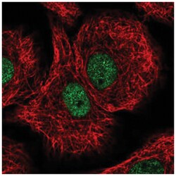 DDB1 Antibody, Novus Biologicals:Antibodies:Primary Antibodies