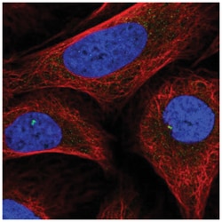 DDX26B Antibody, Novus Biologicals:Antibodies:Primary Antibodies