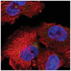 DDX26B Antibody, Novus Biologicals:Antibodies:Primary Antibodies