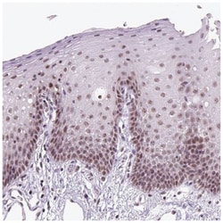 DDX50 Antibody, Novus Biologicals:Antibodies:Primary Antibodies