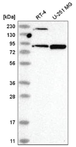 DDX50 Antibody, Novus Biologicals:Antibodies:Primary Antibodies