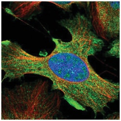 DDX60L Antibody, Novus Biologicals 100&mu;L; Unlabeled:Antibodies, Polyclonal
