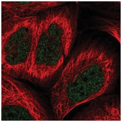 DEC2/SHARP1 Antibody, Novus Biologicals:Antibodies:Primary Antibodies