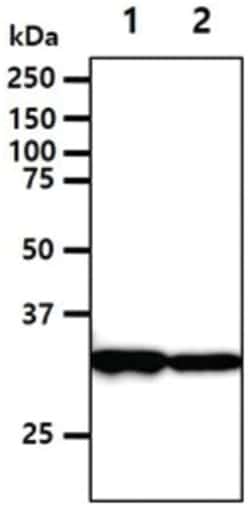 DECR1 Mouse anti-Human, Clone: 3B2, Novus Biologicals:Antibodies:Primary