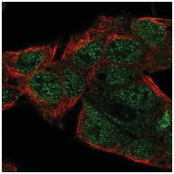 DELGEF Antibody, Novus Biologicals 100&mu;L; Unlabeled:Antibodies, Polyclonal