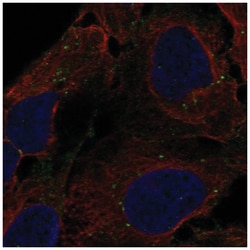 DENND3 Antibody, Novus Biologicals 25 &mu;L:Antibodies, Polyclonal