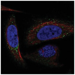 Dermatopontin Antibody, Novus Biologicals 100&mu;L; Unlabeled:Antibodies,