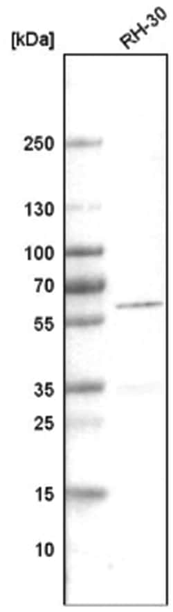 Desmin Antibody (CL4501), Novus Biologicals:Antibodies:Primary Antibodies