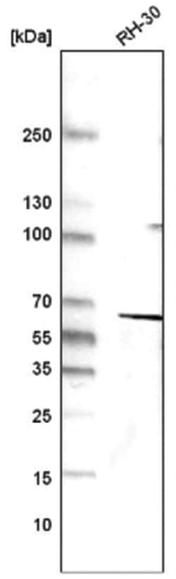 Desmin Antibody (CL4502), Novus Biologicals 100 &mu;L | Buy Online | Novus Biologicals | Fisher Scientific