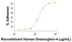 R&D Systems&trade;&nbsp;Recombinant Human Desmoglein-4 Fc Chimera Protein
