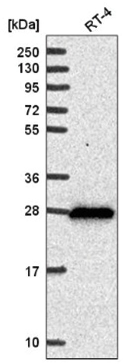 DHRS2 Antibody, Novus Biologicals:Antibodies:Primary Antibodies