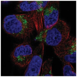 DIRC2 Antibody, Novus Biologicals 25 &mu;L, Unlabeled:Antibodies, Polyclonal