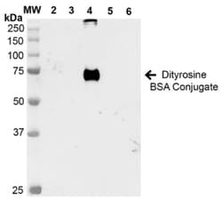 Dityrosine Antibody (7D4), Novus Biologicals 25 &mu;g; Unlabeled:Antibodies,
