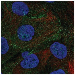 DLG5 Antibody, Novus Biologicals 25 &mu;L:Antibodies, Polyclonal