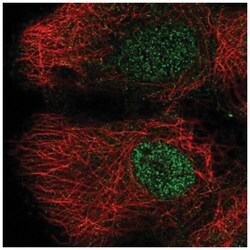 DLK2/EGFL9 Antibody, Novus Biologicals:Antibodies:Primary Antibodies