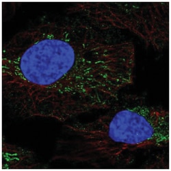 DMGDH Antibody, Novus Biologicals:Antibodies:Primary Antibodies