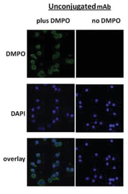 DMPO Nitrone Adduct Antibody (N1664A), Novus Biologicals 100&mu;g; Unlabeled:Antibodies,