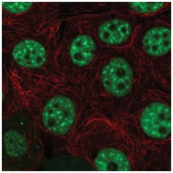 DNA helicase HEL308 Antibody, Novus Biologicals:Antibodies:Primary Antibodies